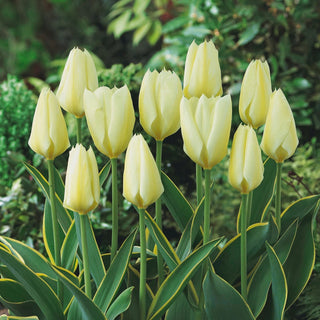 Tulpe - Purissima Design - Tulipa - Zuverlässige Zartheit für Sträuße - 5 Blumenzwiebeln