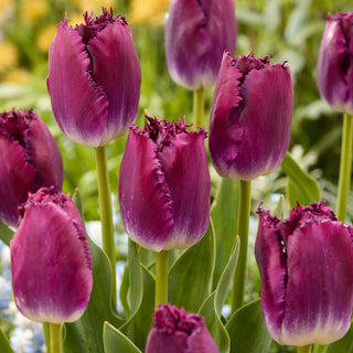 Tulpe - Purple Crystal - Tulipa - Auffallend und Glänzend in der Vase - 5 Blumenzwiebeln