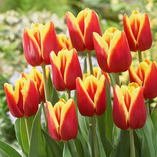 Tulpe - Reputation - Tulipa - Schafft lebendige farbenfrohe Kompositionen - 5 Blumenzwiebeln