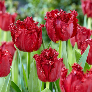 Tulpe - Versaci - Tulipa - Rotes Symbol des eleganten Gartens - 5 Blumenzwiebeln