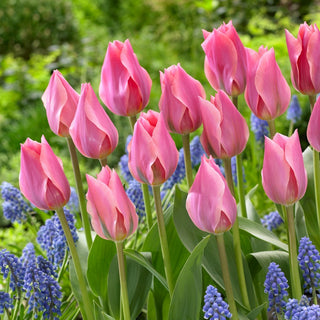 Tulpe - Albert Heijn - Tulipa - Große kelchförmige rosa Blüten - 5 Blumenzwiebeln