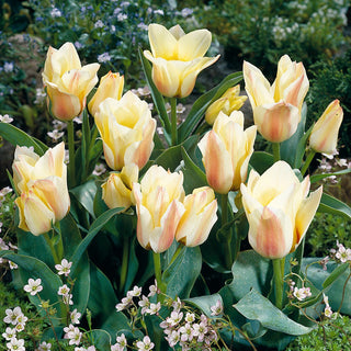 Tulpe - Albion Star - Tulipa - Anspruchslose Balkontulpe - 5 Blumenzwiebeln