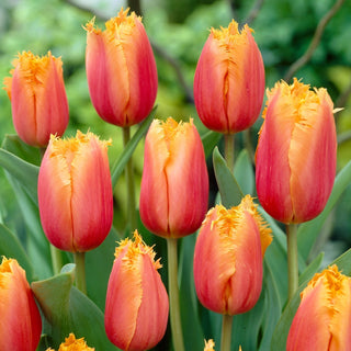 Tulpe - Aleppo - Tulipa - Gefranste Ränder, Moderner Look - 5 Blumenzwiebeln