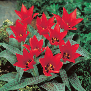 Tulpe - Ali Baba - Tulipa - Voller Energie und Frische - 5 Blumenzwiebeln