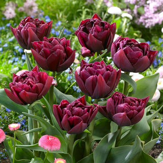 Tulpe - Alison Bradley - Tulipa - Einzigartige pfingstrosenartige Sorte - 5 Blumenzwiebeln