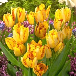 Tulpe - Aquilla - Tulipa - Früher Frühlingsbote - 5 Blumenzwiebeln