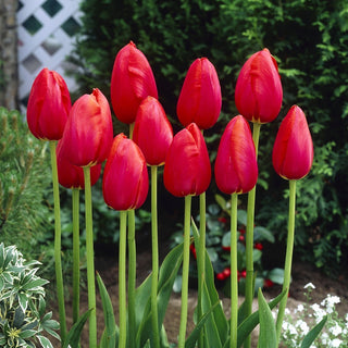 Tulpe - Avignon - Tulipa - Klassische Blüte mit starker Ausstrahlung - 5 Blumenzwiebeln