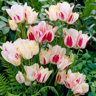 Tulpe - Candy Club - Tulipa - Sorte, die mit Dynamik begeistert - 5 Blumenzwiebeln