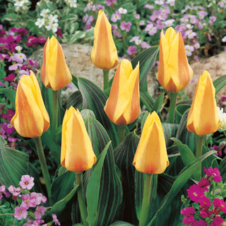 Tulpe - Miskodeed - Tulipa - Auffällige Frühjahrstulpe - 5 Blumenzwiebeln