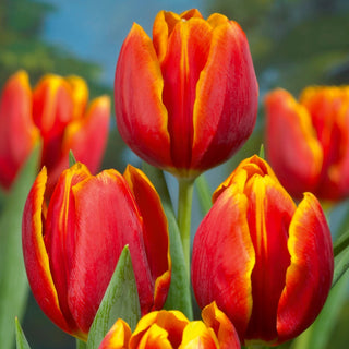 Tulpe - Renee Drake - Tulipa - Intensive, langlebige Blüten - 5 Blumenzwiebeln