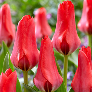 Tulpe - Soraya - Tulipa - Wunderschön in Schnittsträußen - 5 Blumenzwiebeln