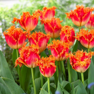 Tulpe - Real Time - Tulipa - Außergewöhnliche Form und Energie - 5 Blumenzwiebeln