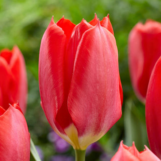 Tulpe - Red Purissima - Tulipa - Außergewöhnliche eindrucksvolle Zierde - 5 Blumenzwiebeln