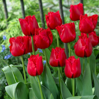Tulpe - Red Wing - Tulipa - Gefranst, Schlanke Blütenform - 5 Blumenzwiebeln