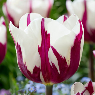 Tulpe - Rems Favourite - Tulipa - Elegantes künstlerisches Muster - 5 Blumenzwiebeln