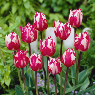 Tulpe - Rems Sensation - Tulipa - Auffällig, kein Ausgraben nötig - 5 Blumenzwiebeln