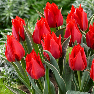 Tulpe - Rob Verlinden - Tulipa - Früheste blühende Tulpe - 5 Blumenzwiebeln