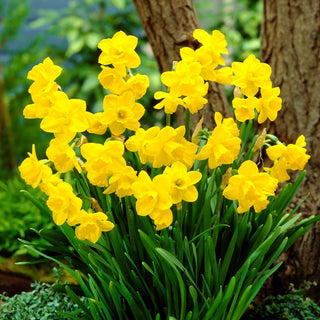 Narzisse - Quail - Narcissus - Goldener Akzent für Frühlingsbeete - 5 Blumenzwiebeln