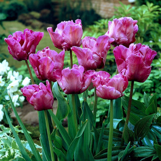 Papagei-Tulpen - Violett - Tulipa - Ideal für verschiedene Gartenstile - 5 Blumenzwiebeln