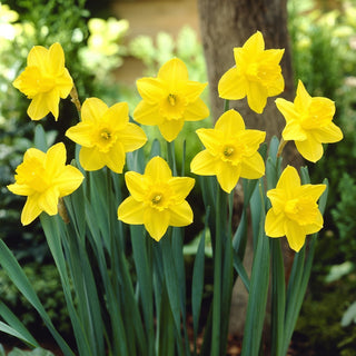 Narzisse - California - Narcissus - Ideal für Beete und Steingärten - 5 Blumenzwiebeln