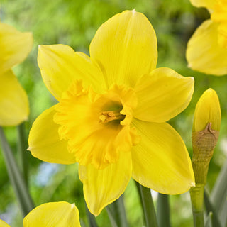 Narzisse - Carlton - Narcissus - Trichterförmige Blüten in intensivem Gelb - 5 Blumenzwiebeln