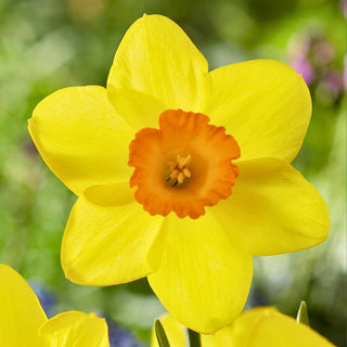 Narzisse - Estremadura - Narcissus - Schöne Blüten im frühen Frühling - 5 Blumenzwiebeln