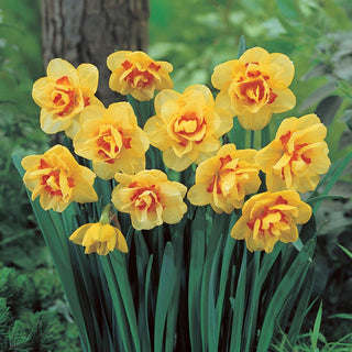 Narzisse - Kiwi Sunset - Narcissus - Gelb Orange Frühlingsexplosion - 5 Blumenzwiebeln