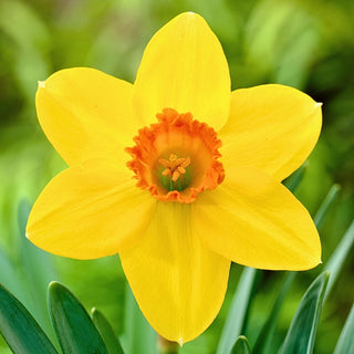 Narzisse - Pinza - Narcissus - Große Blüten, beeindruckende Wirkung im Garten - 5 Blumenzwiebeln