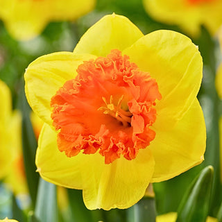 Narzisse - Coral Crown - Narcissus - Auffälliger Akzent im Frühlingsbeet - 5 Blumenzwiebeln