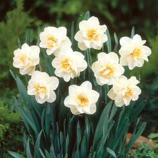 Narzisse - Madison - Narcissus - Zarter Duft und elegante Blüten - 5 Blumenzwiebeln