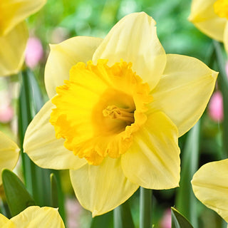 Narzisse - Signor - Narcissus - Schön als Solitär oder in Gruppen - 5 Blumenzwiebeln