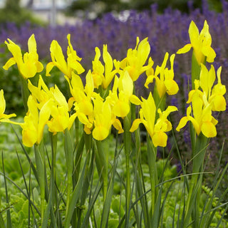 Holländische Iris - Strongold - Iris - Sonnenglanz im Garten - 10 Blumenzwiebeln