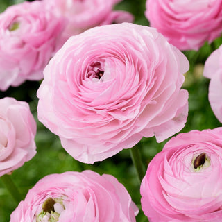 Hahnenfuß - Hellrosa - Ranunculus - Romantische Stimmung im Garten - 10 Knollen
