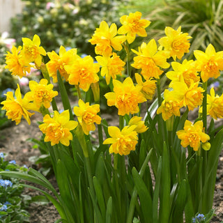 Narzisse - Tete Boucle - Narcissus - Erste Farben des frühen Frühlings - 5 Blumenzwiebeln