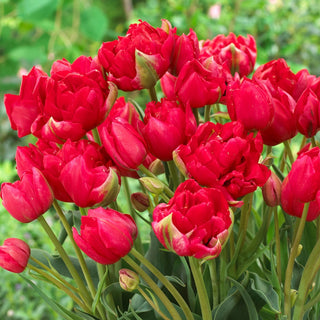 Tulpe - Estatic - Tulipa - Pfingstrosenartige Tulpe mit gefüllten Blüten - 5 Blumenzwiebeln