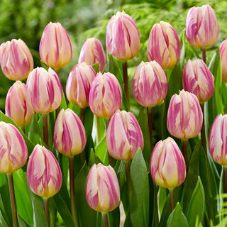 Tulpe - Happy Feet - Tulipa - Zweifarbige Blütenblätter voller Anmut - 5 Blumenzwiebeln