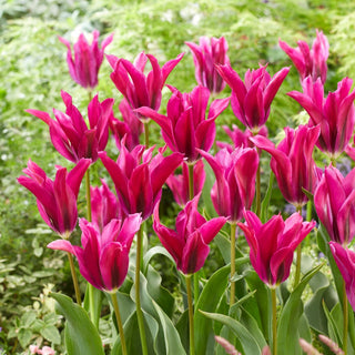 Tulpe - Purple Doll - Tulipa - Gefranste dekorative Blütenblätter - 5 Blumenzwiebeln