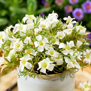 Oxalis - White Spider - Oxalis - Kleine Wuchsform, große Wirkung - 2 Knollen