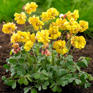 Oxalis - Double Trouble - Oxalis - Romantische Gestaltung, Widerstandsfähigkeit - 2 Knollen