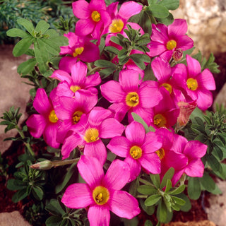 Oxalis - Hirta Gothenburg - Oxalis - Kompakte Schönheit, Widerstandsfähigkeit - 2 Knollen