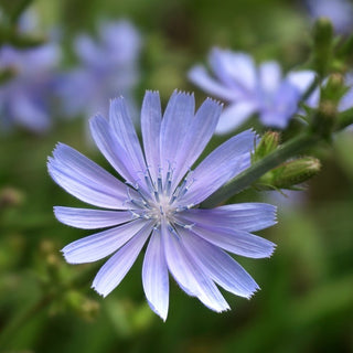 Gemeine Wegwarte - Perfekt Für Den Biogarten - Cichorium intybus - 100 g - Premium-Saatgut