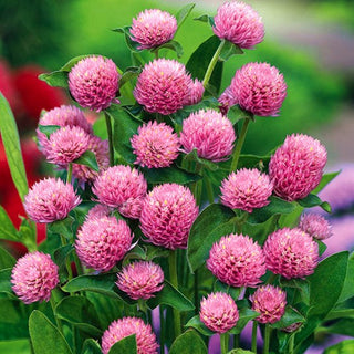 Kugelamarant - Rosa - Romantisches Rosa Für Beete Und Vasen - Gomphrena globosa