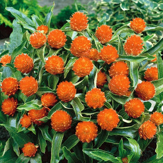 Kugelamarant - Lachs - Warmer Subtiler Lachston - Gomphrena globosa