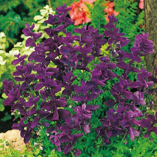 Buntschopfsalbei - Blau - Ideal Für Blumensträuße, Pflegeleicht - Salvia horminum