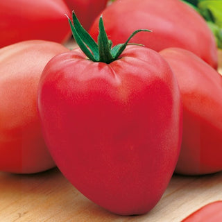 Tomate - Oxheart - Fleischige, Herzförmige, Große, Süße Früchte