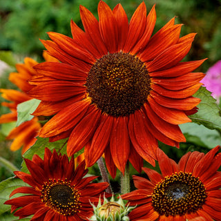 Sonnenblume - Velvet Queen - Original Dunkelrote Blütenfarbe - Helianthus annuus - XXL-Packung - 1 kg