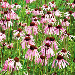 Bleicher Sonnenhut - Wunderschön, heilend und bei Bienen beliebt - Echinacea pallida