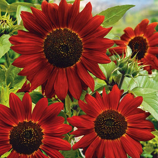 Sonnenblume - Velvet Queen - Atemberaubende mahagonirote Blüten, pure Eleganz - Helianthus annuus