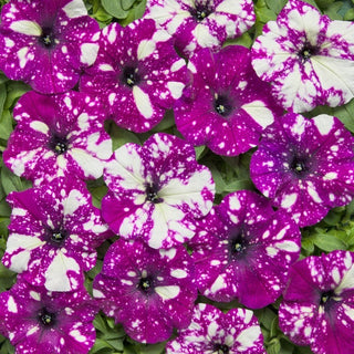 Petunie - Dot Star F1 - Dark Violet - Einzigartiges Sternenmuster, auffälliges Violett - Petunia hybrida