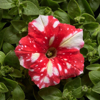 Petunie - Dot Star F1 - Red - Feuerrot mit weißen Sternen, faszinierend - Petunia hybrida